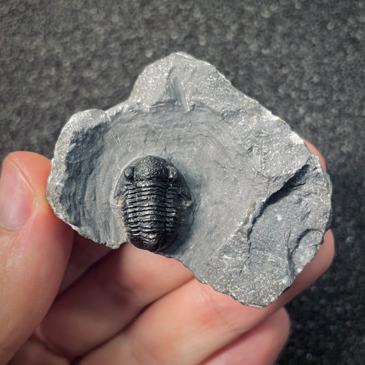 F2593 | Trilobite | Gerastos tuberculatus