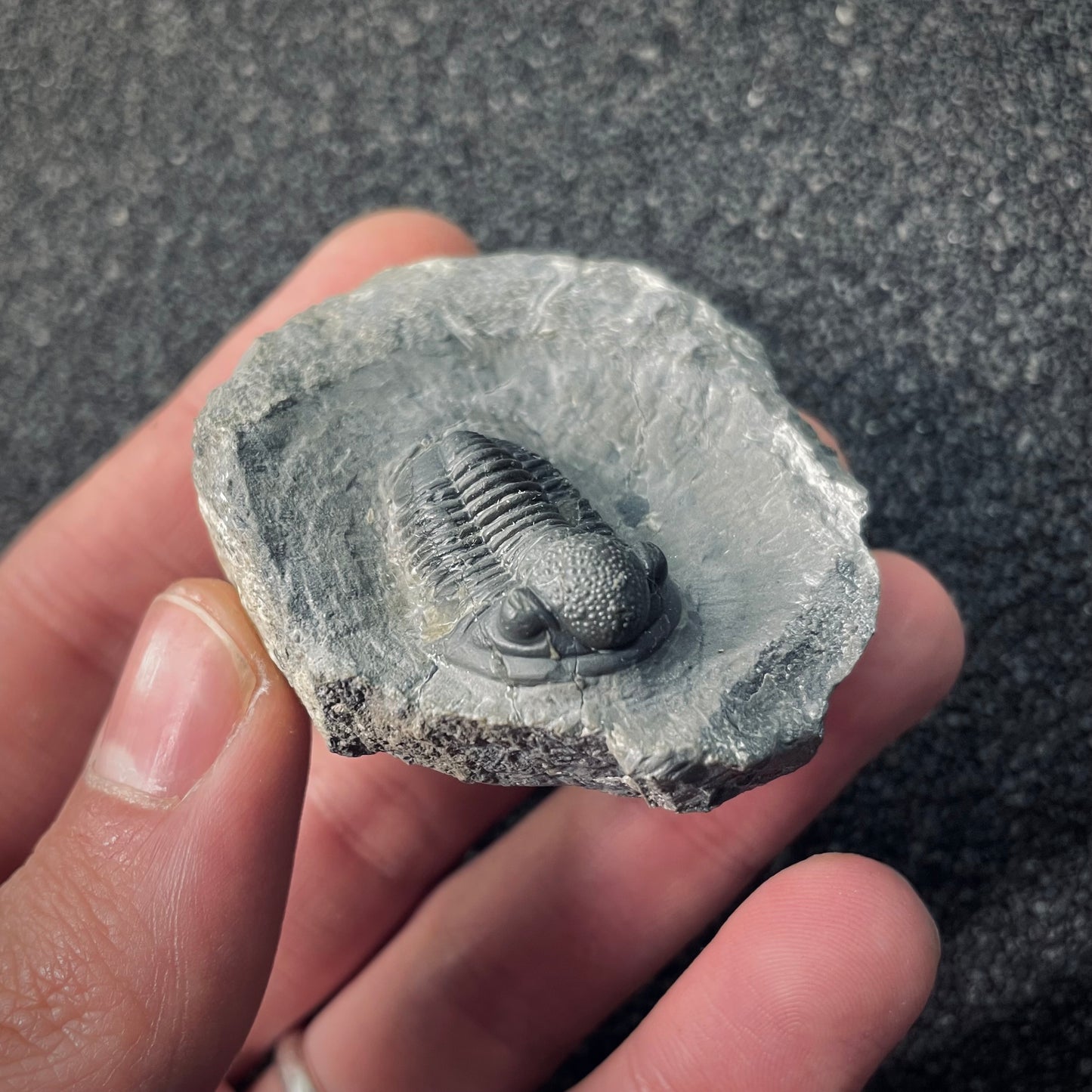 F2591 | Trilobite | Gerastos tuberculatus