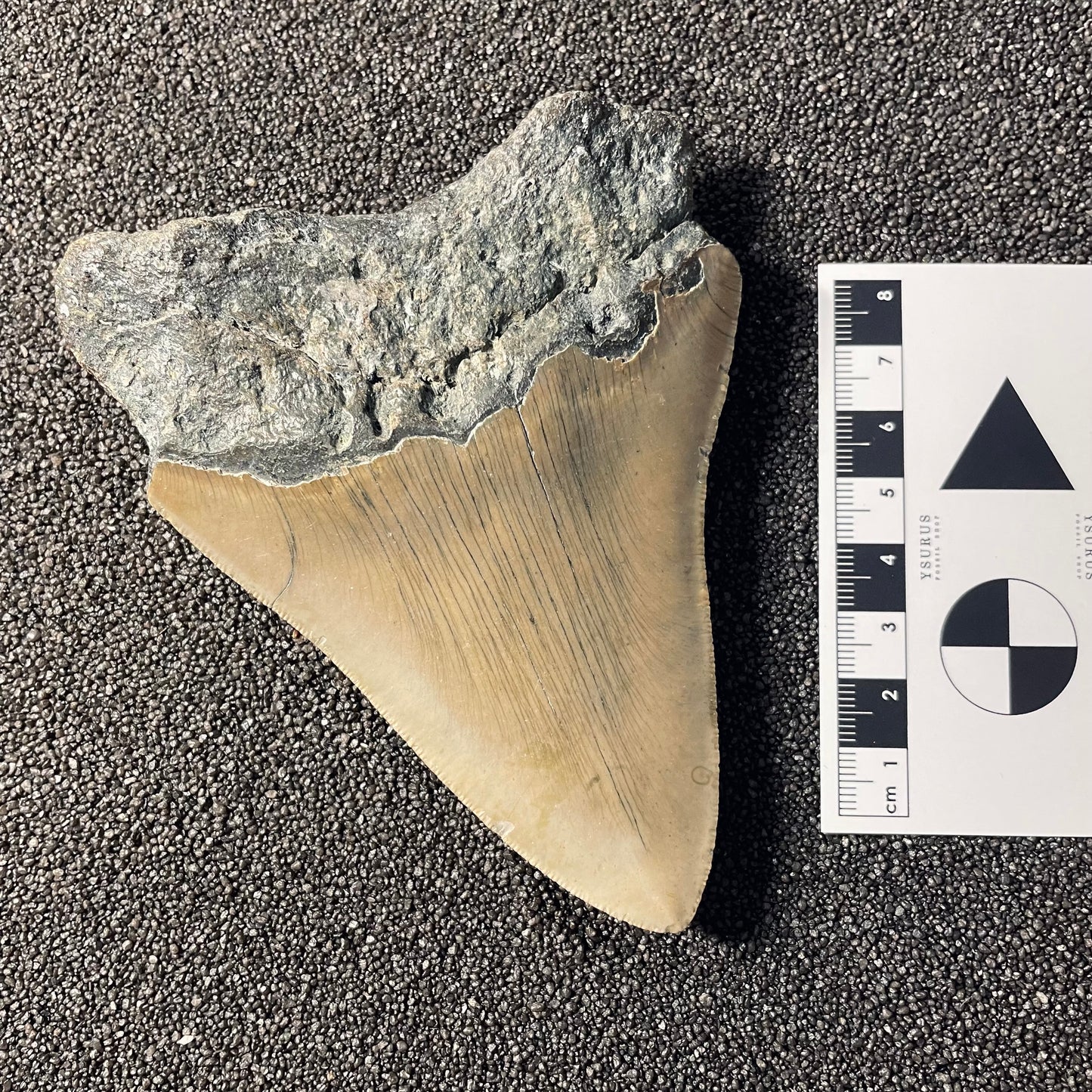 F2362 | Squalo | Otodus megalodon