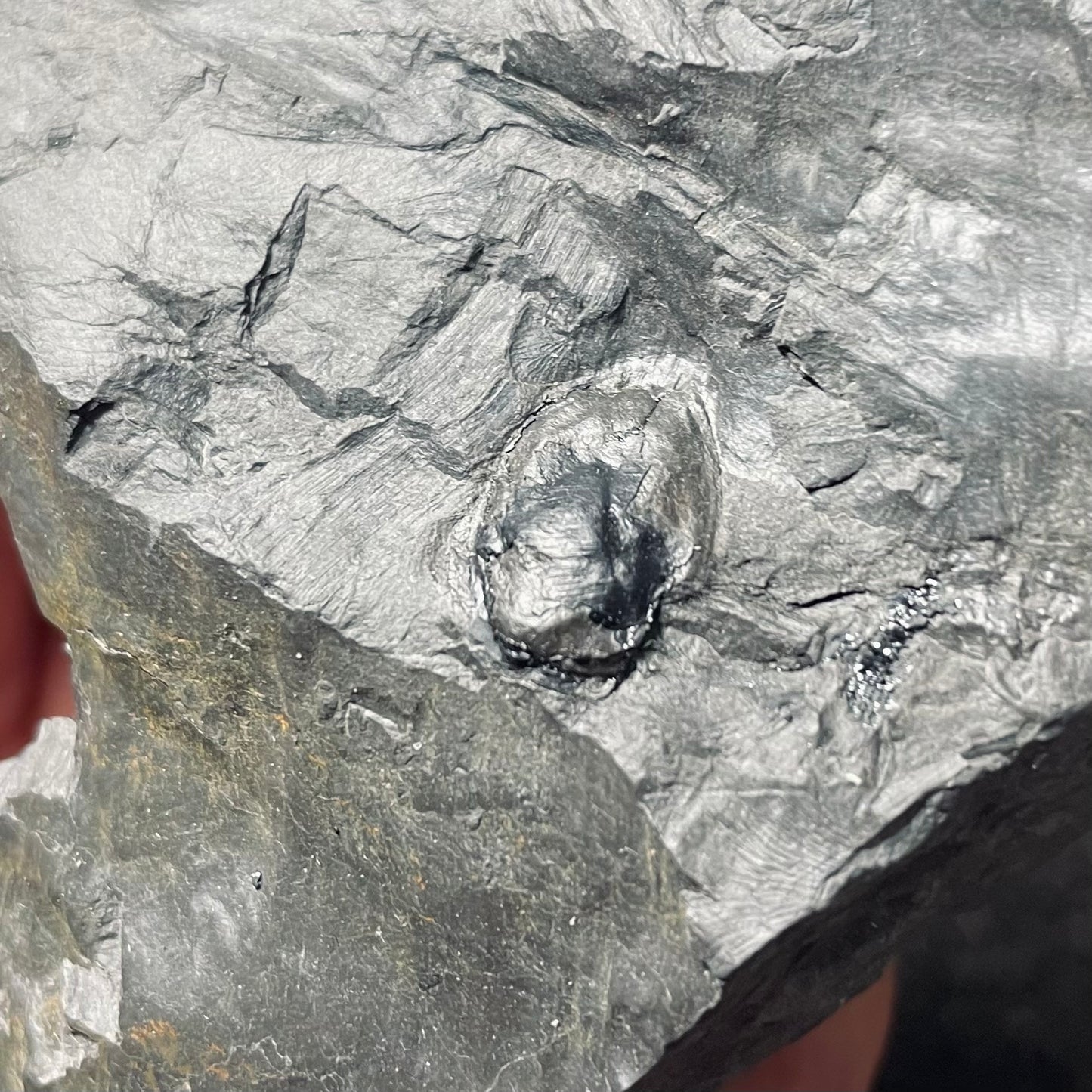 F2492 | Pianta | Seme