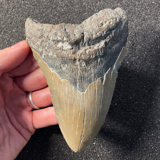 F2356 | Squalo | Otodus megalodon