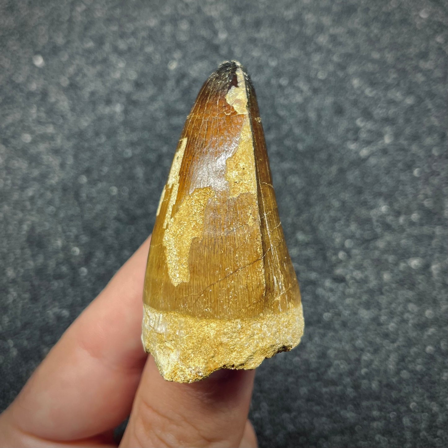 F2693 | Mosasauro | Prognathodon curii