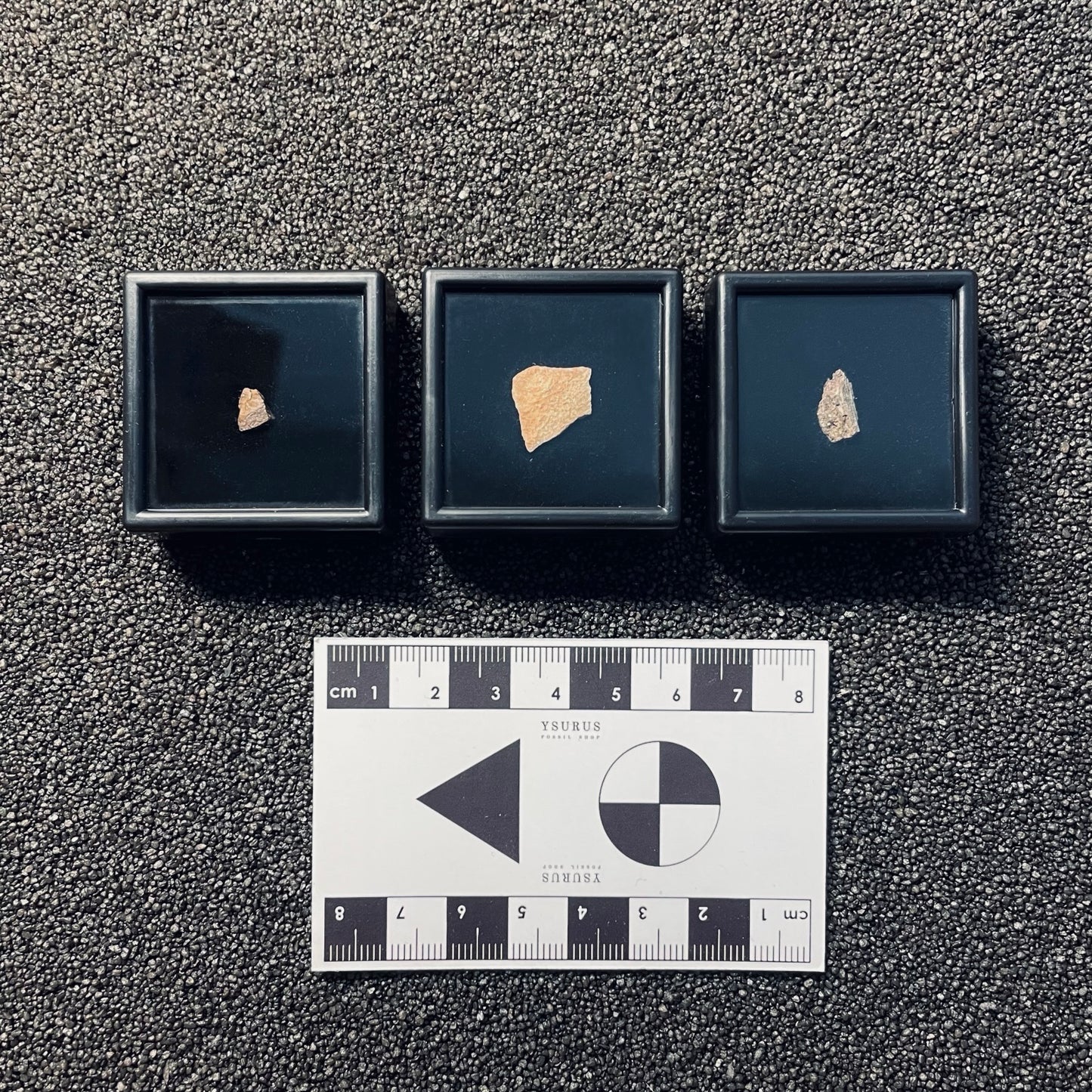 MFC | Fragments Collection | 3 fossili di dinosauro | ESCLUSIVA BLACK FRIDAY 2025