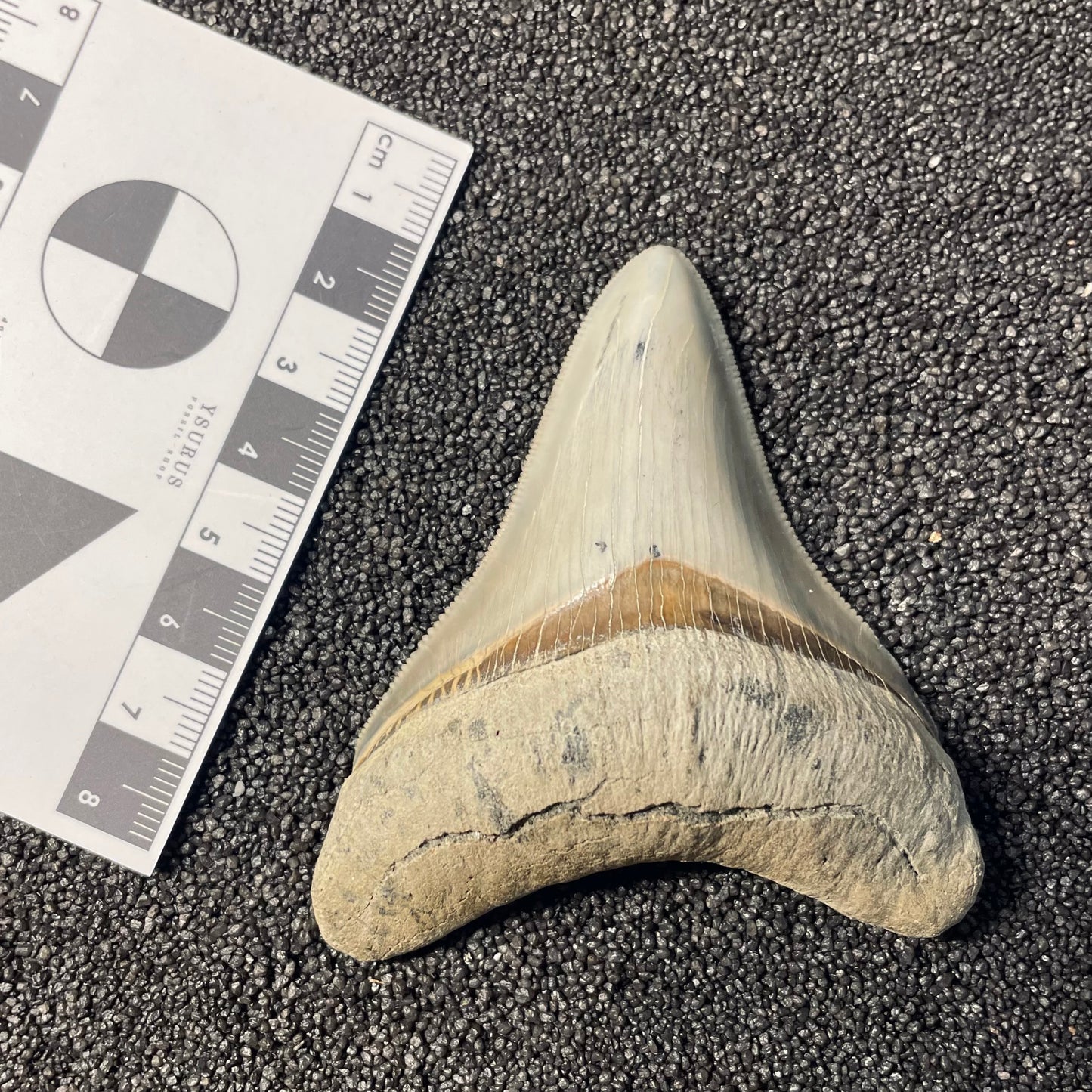 F2413 | RARO | Squalo | Otodus megalodon