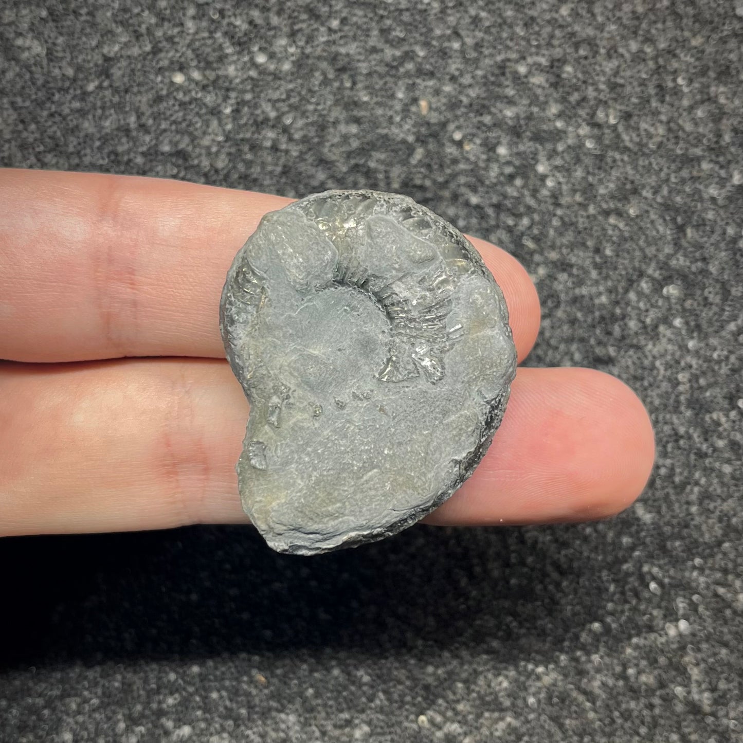 F2890 | Ammonite | Graphoceratidae indet.