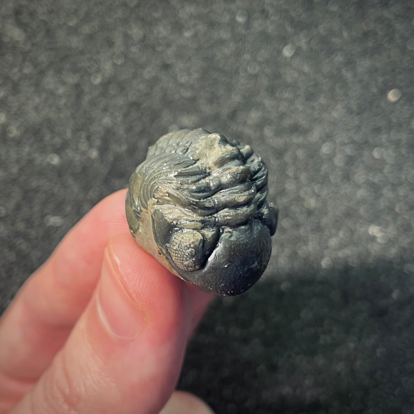 F2603 | Trilobite | Phacopidae indet.