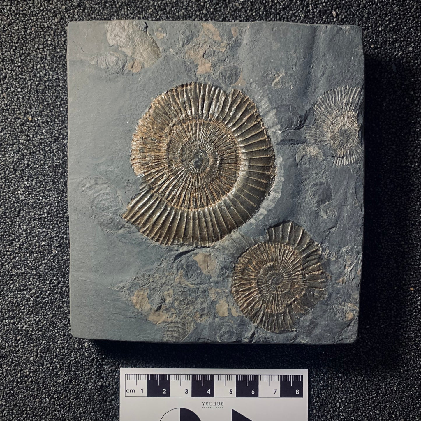 F440 | Ammonite | Dactylioceras commune