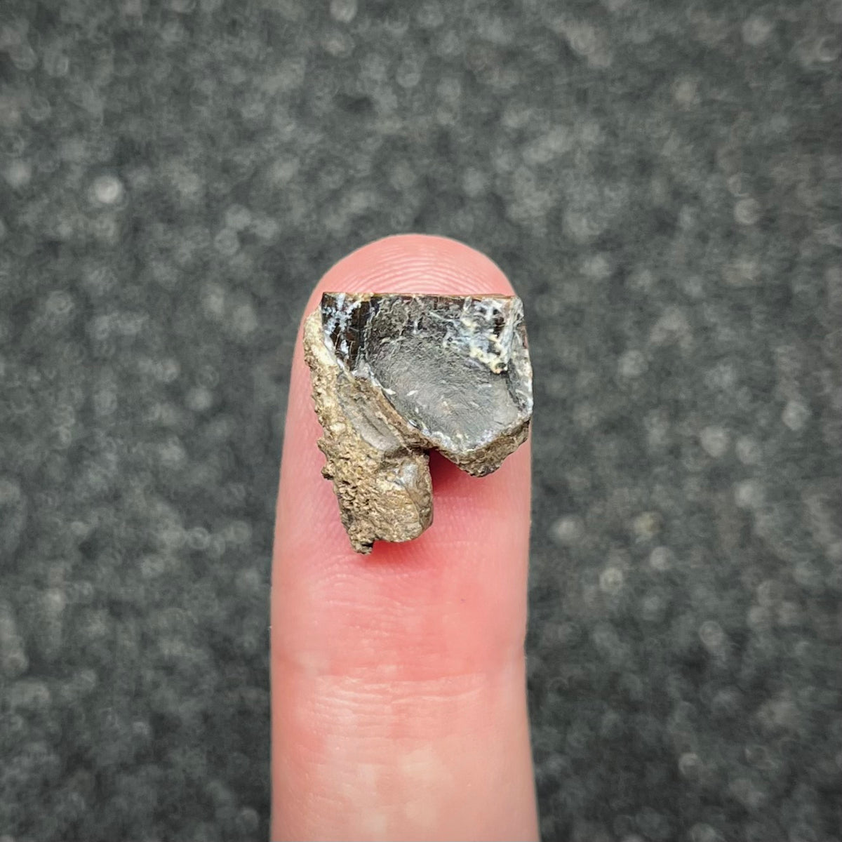 F3004 | Dinosauro | Triceratops sp.