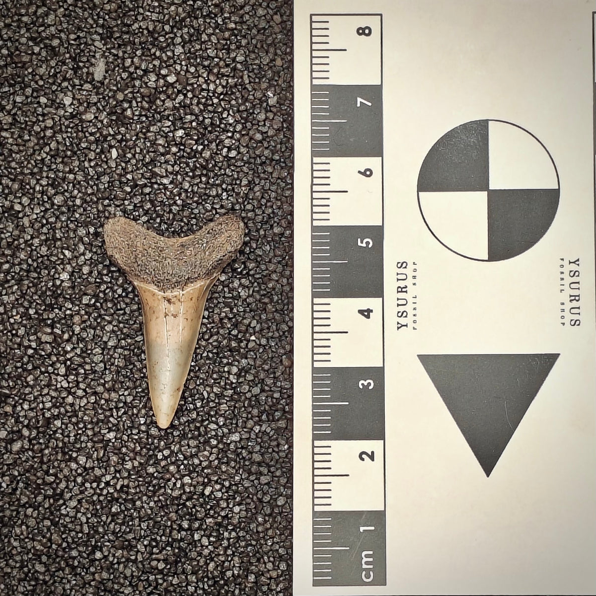 F3023 | Squalo | Isurus oxyrinchus