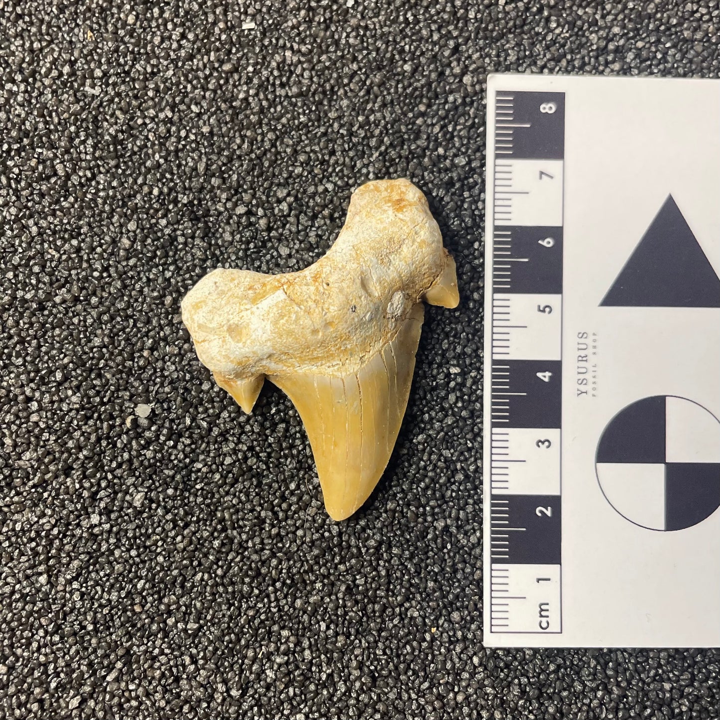 F2213 | Squalo | Otodus obliquus