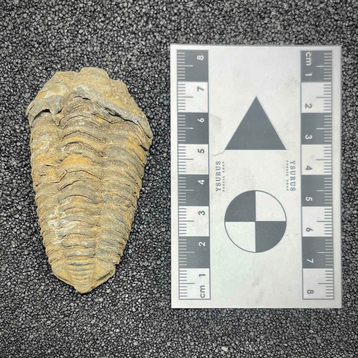 F3014 | Trilobite | Flexicalymene sp.