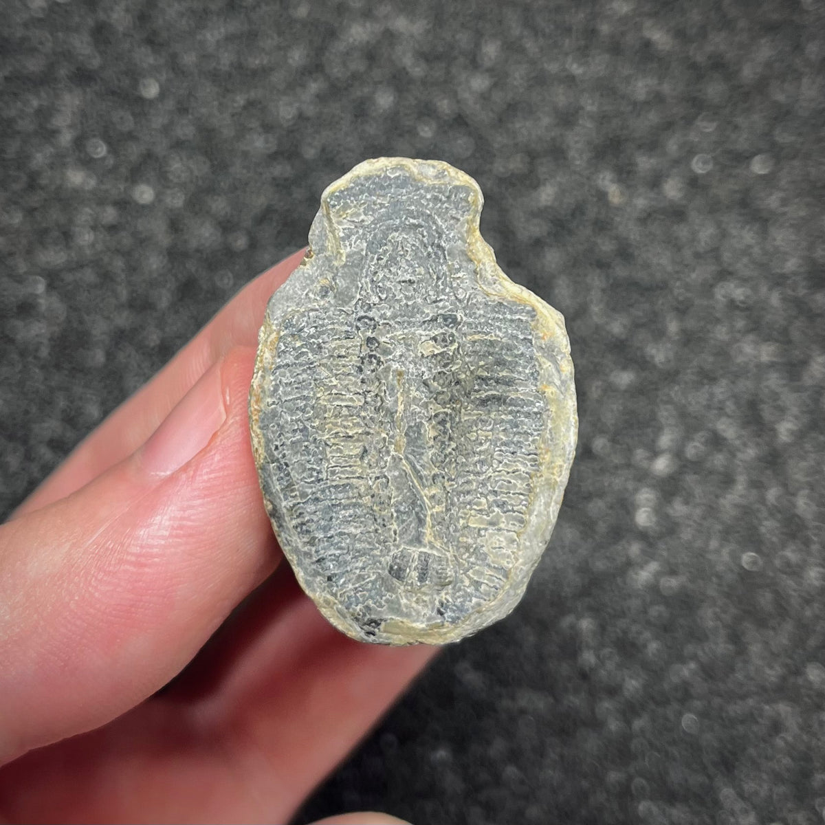 F3015 | Trilobite | Elrathia kingii