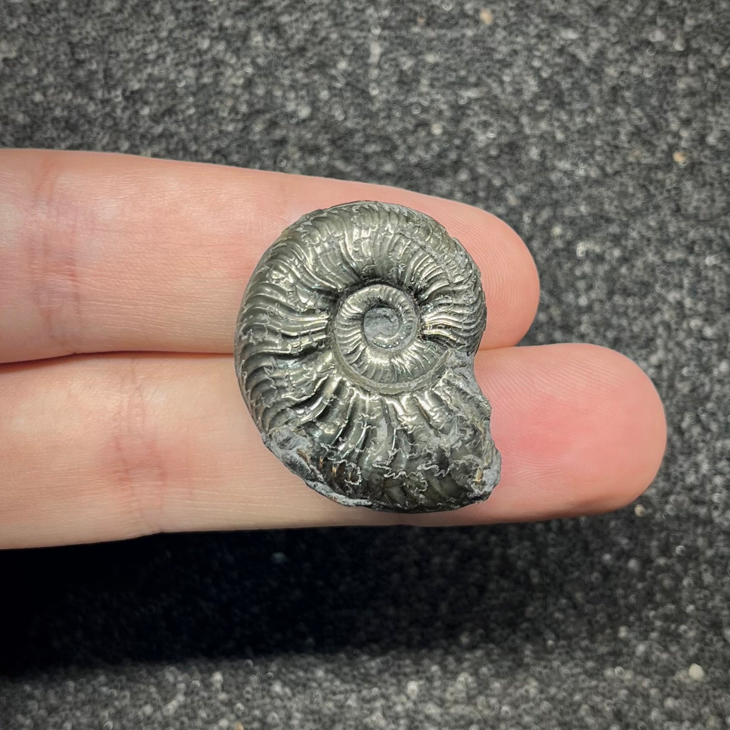 F2884 | Ammonite | Graphoceratidae indet.