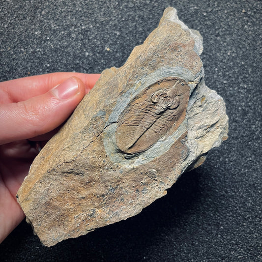 F1587 | Trilobite | Nobiliasaphus nobilis
