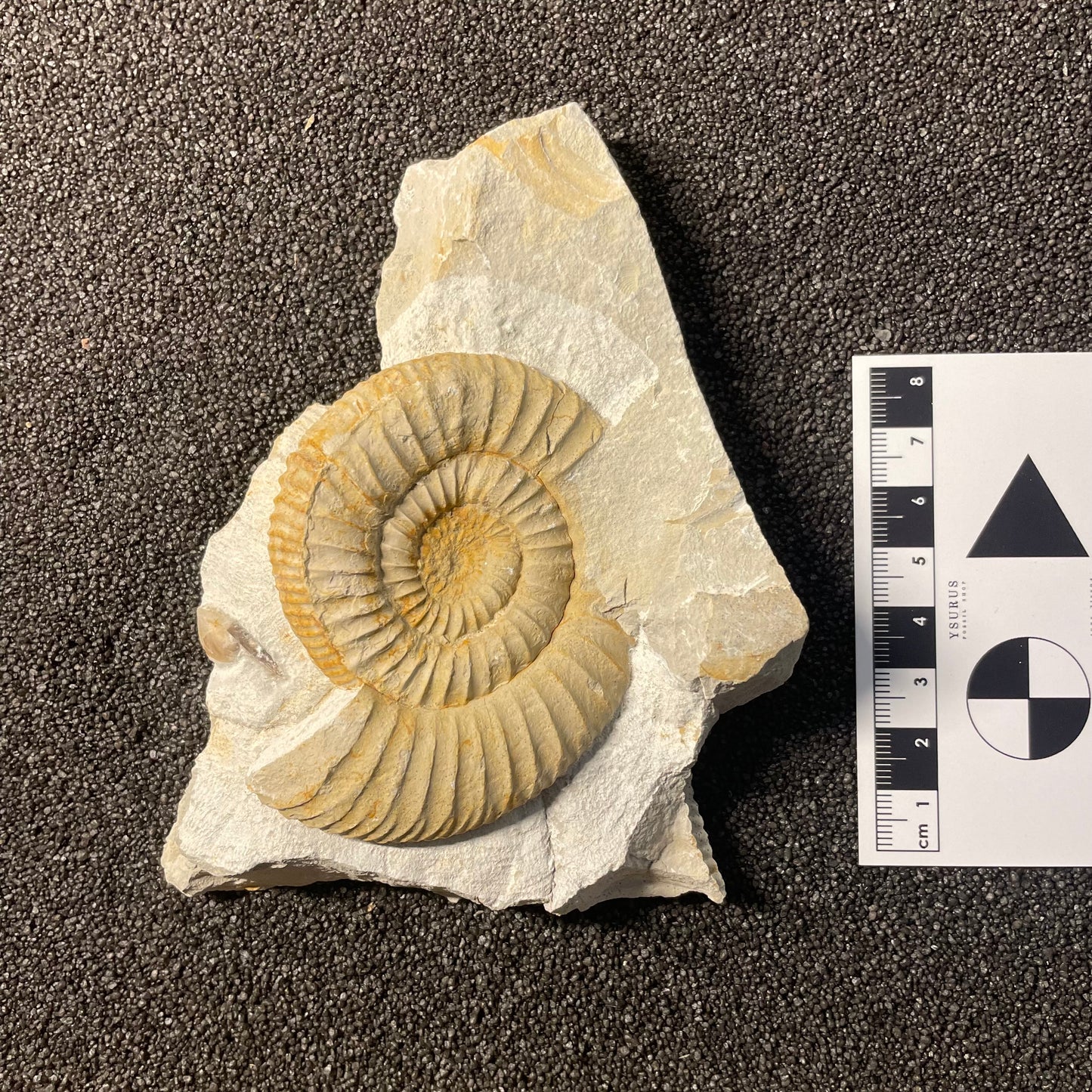 F2532 | Ammonite | Ataxioceras sp.