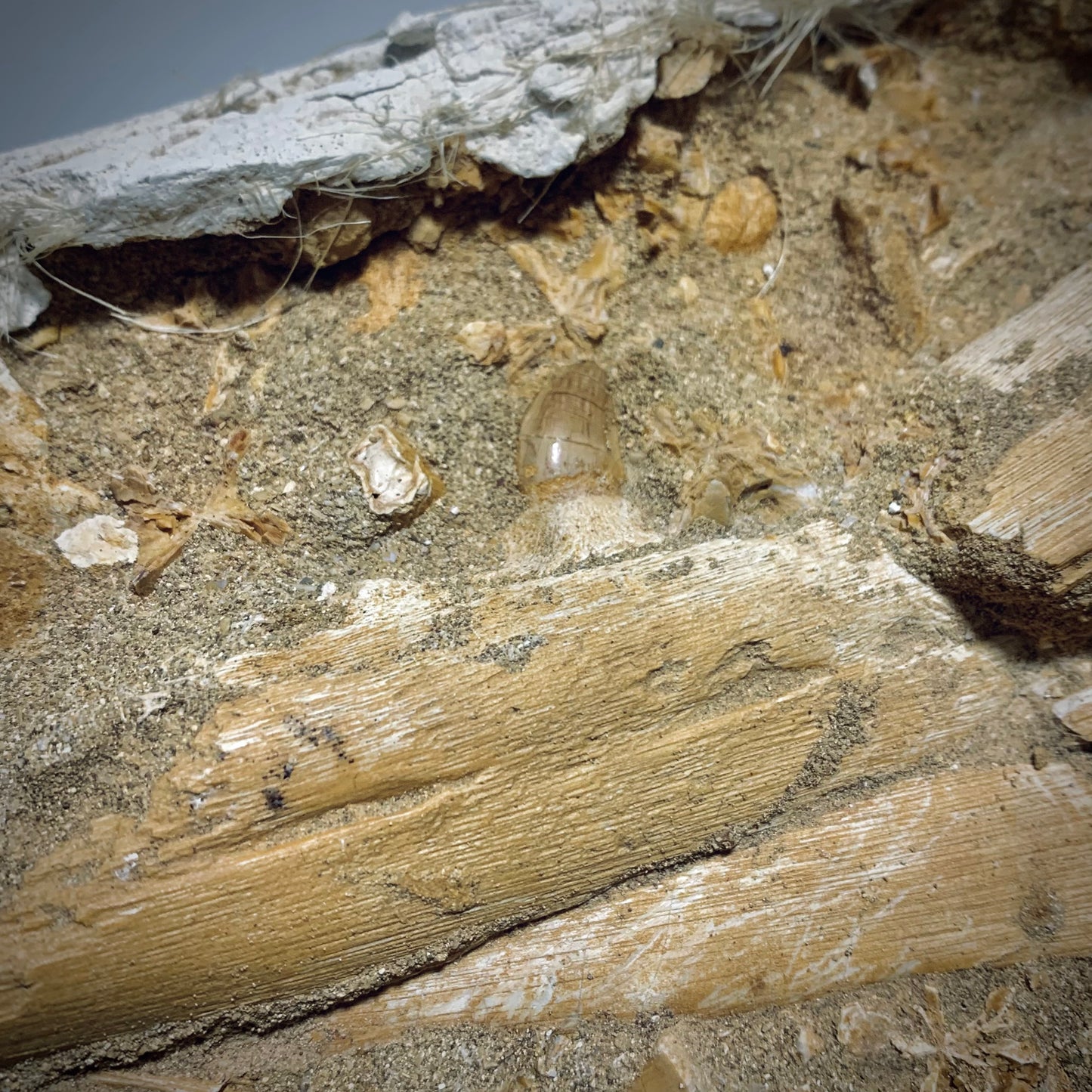 FNP11 | Fossile da preparare | Mosasauro | Prognathodon sp.