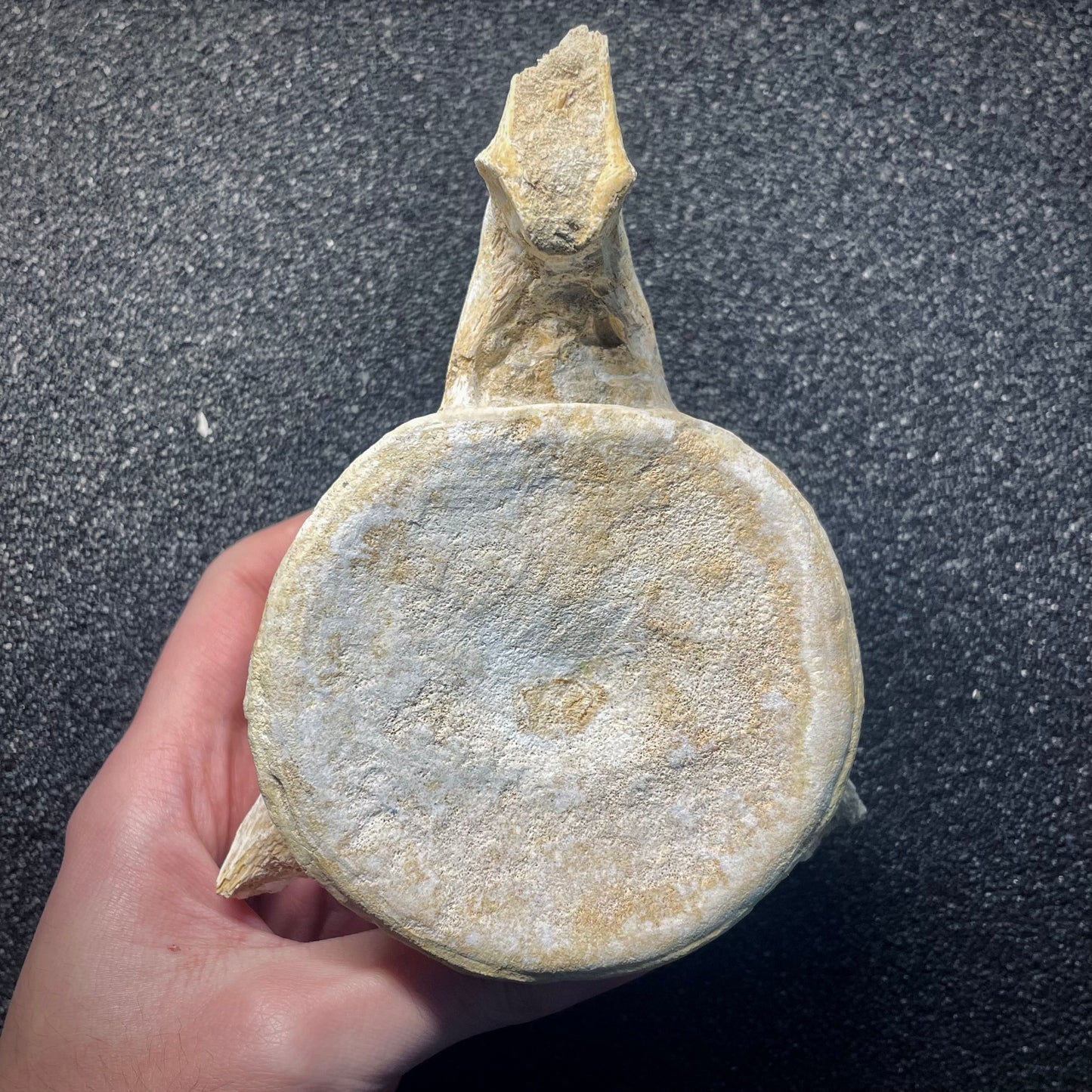 F2146 | Mosasauro | Mosasauridae indet.