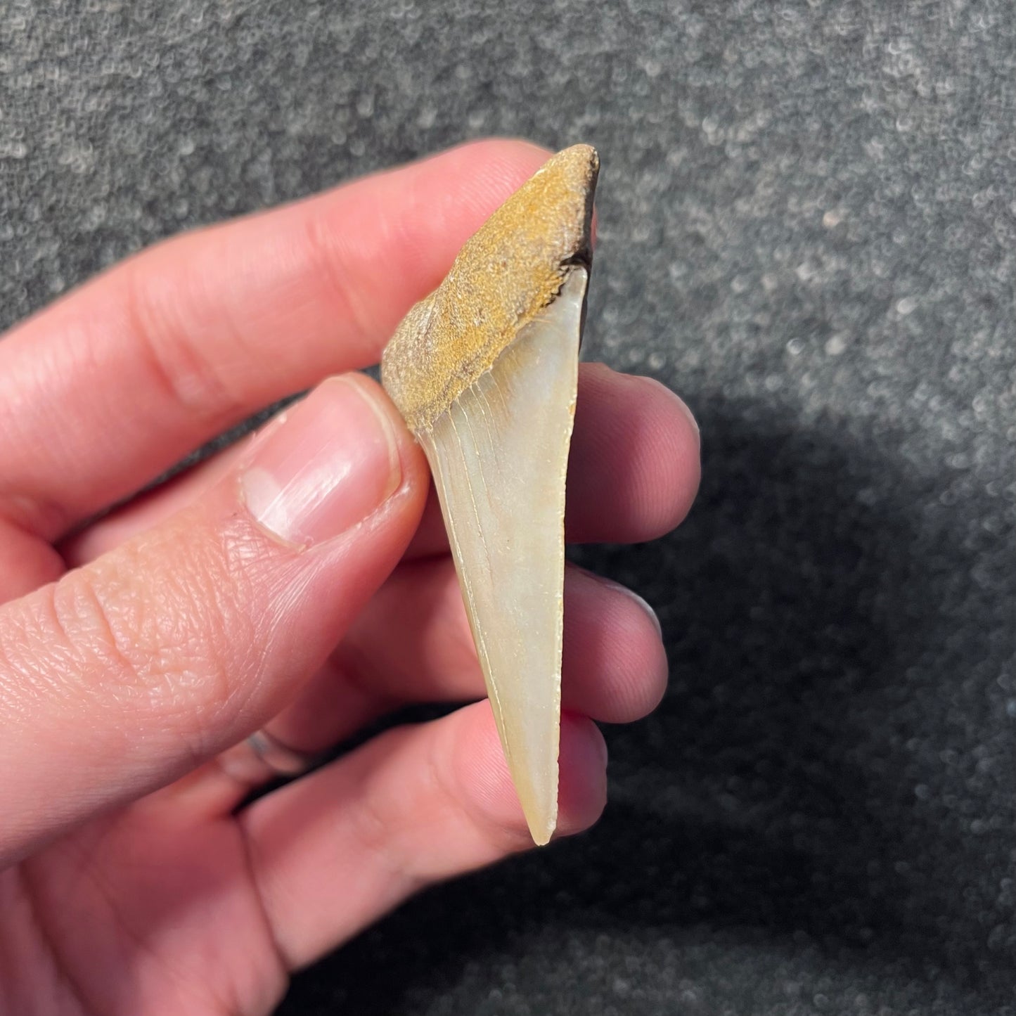 F2313 | Squalo | Carcharodon hastalis