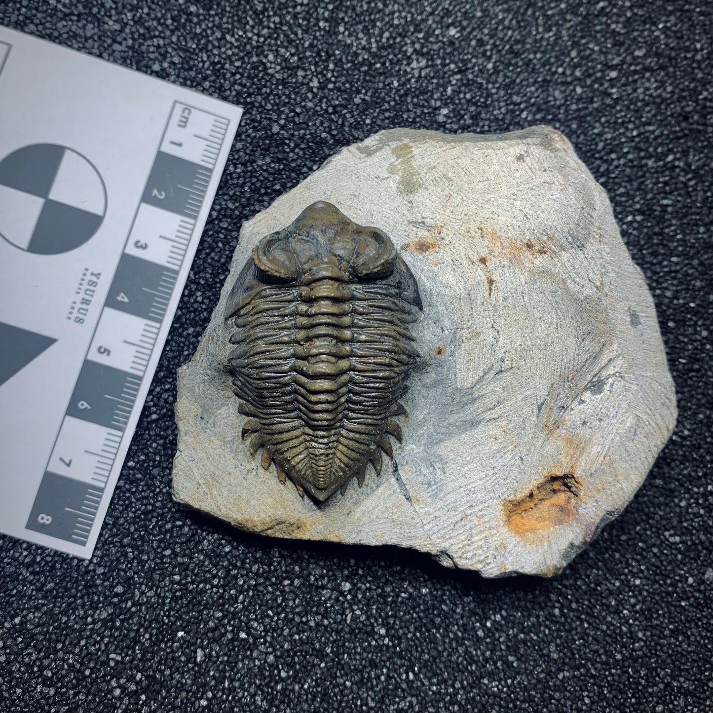 F989 | Trilobite | Coltraenia oufatensis