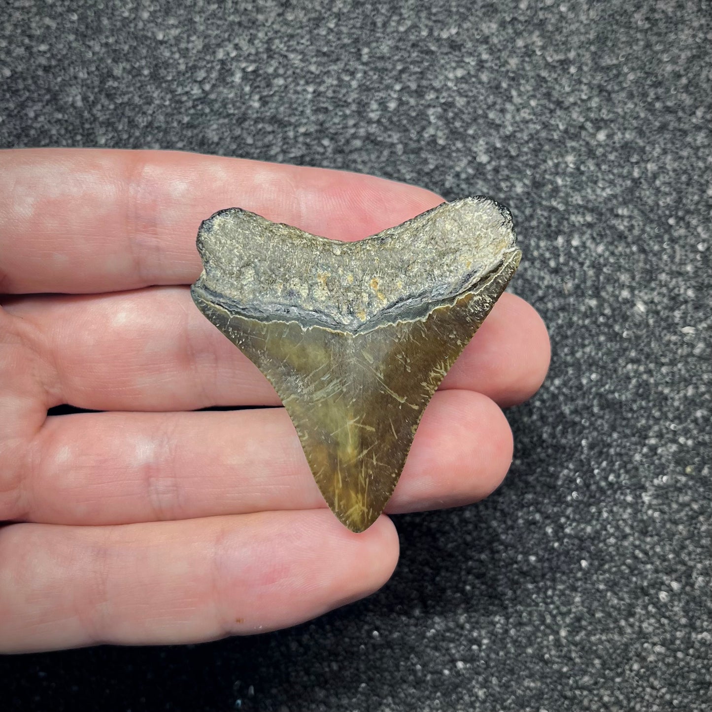 F2872 | Squalo | Otodus megalodon