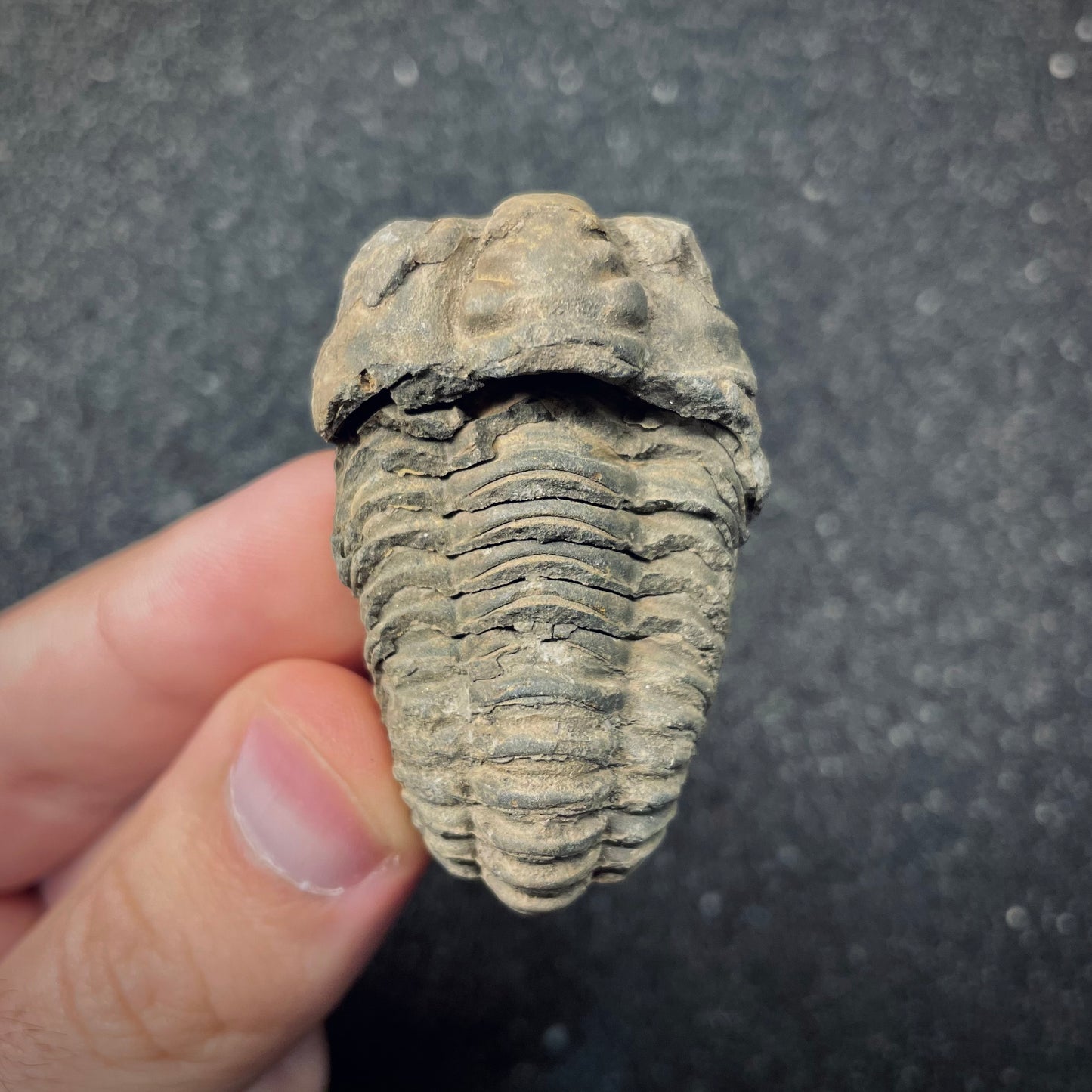 F2622 | Trilobite | Flexicalymene sp.