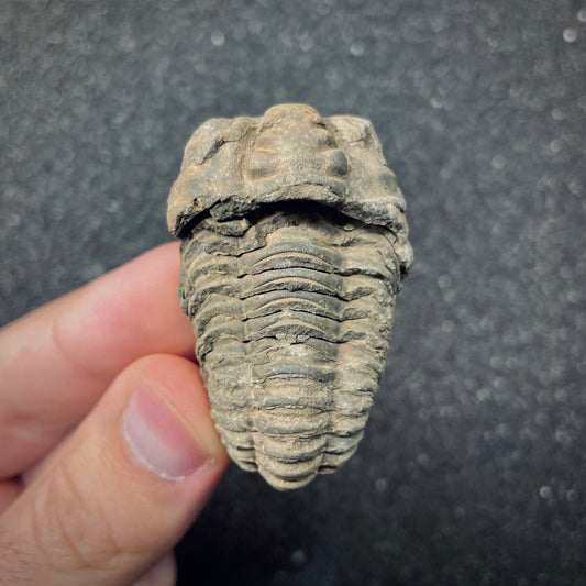 F2622 | Trilobite | Flexicalymene sp.
