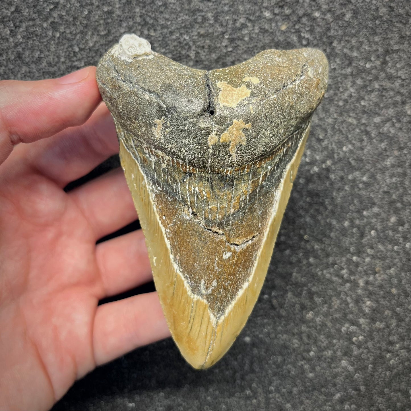 F2921 | Squalo | Otodus megalodon