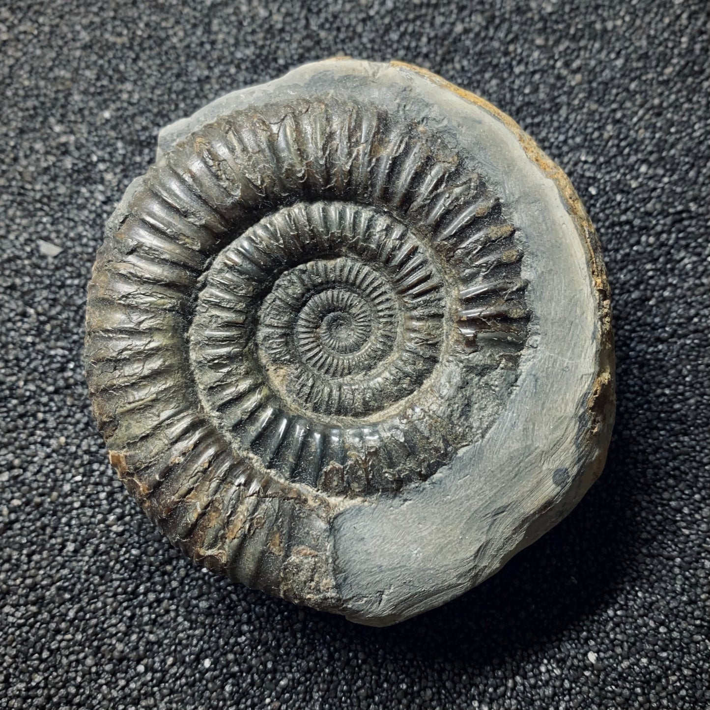 F527 | Ammonite | Dactylioceras commune