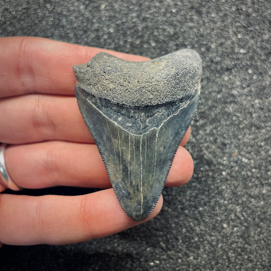 F2638 | Squalo | Otodus megalodon