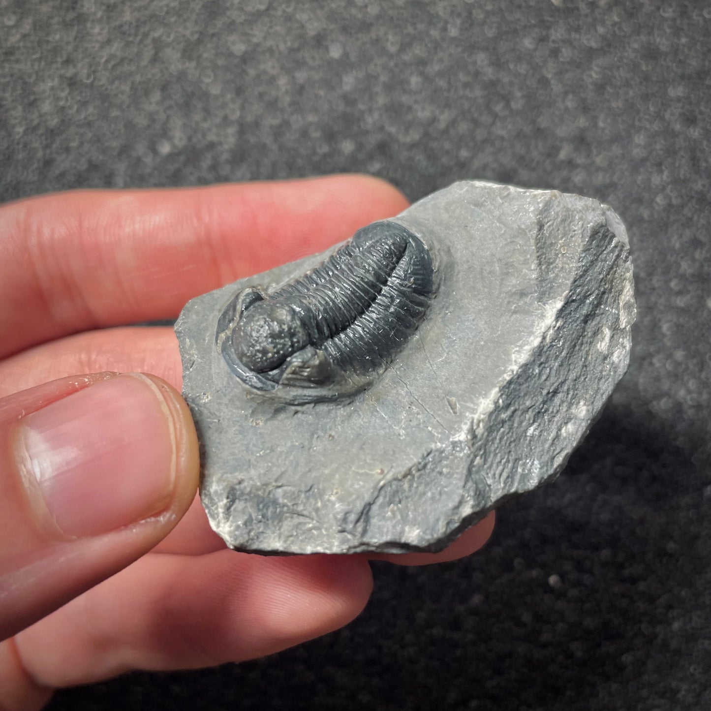 F1893 | Trilobite | Gerastos tuberculatus