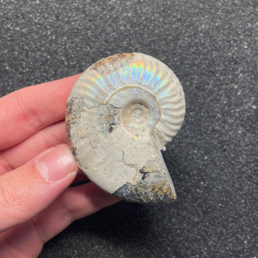 F2382 | Ammonite | Cleoniceras sp.