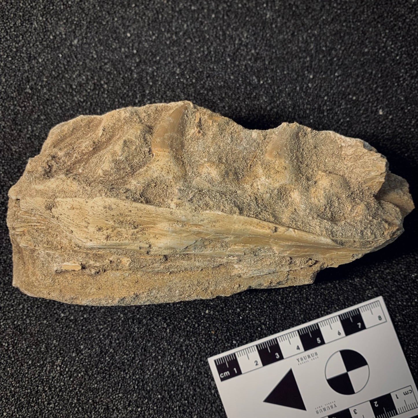 FNP12 | Fossile da preparare | Mosasauro | Prognathodon sp.