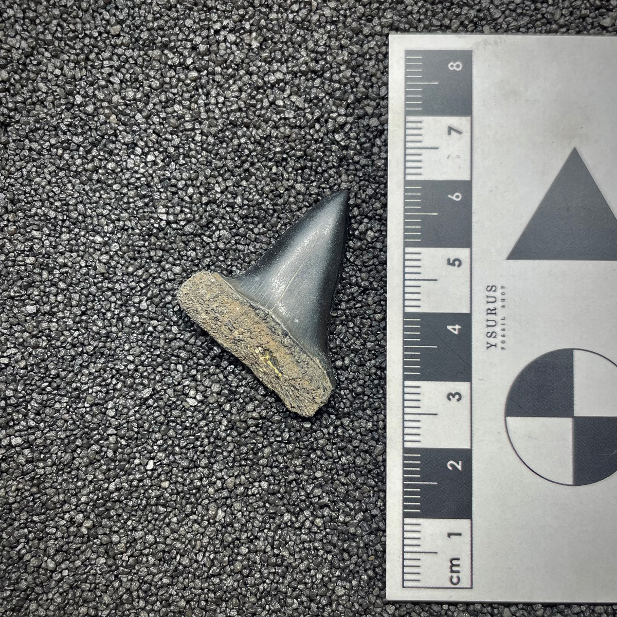 F3042 | Squalo |  Carcharodon hastalis