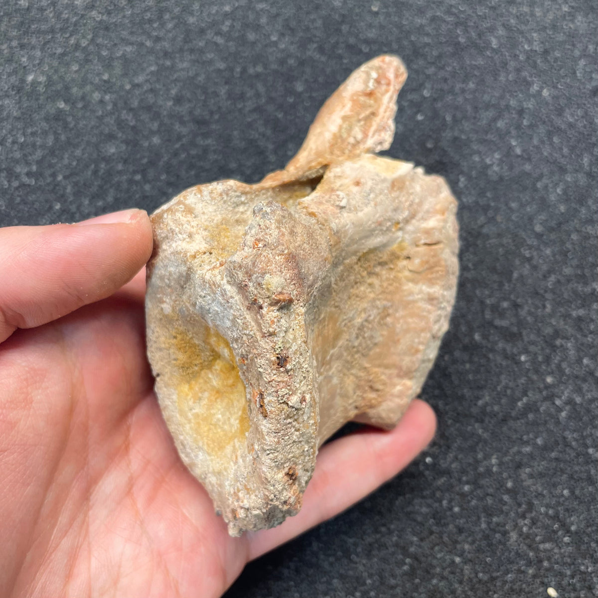 F3109 | Dinosauro | Spinosaurus aegyptiacus
