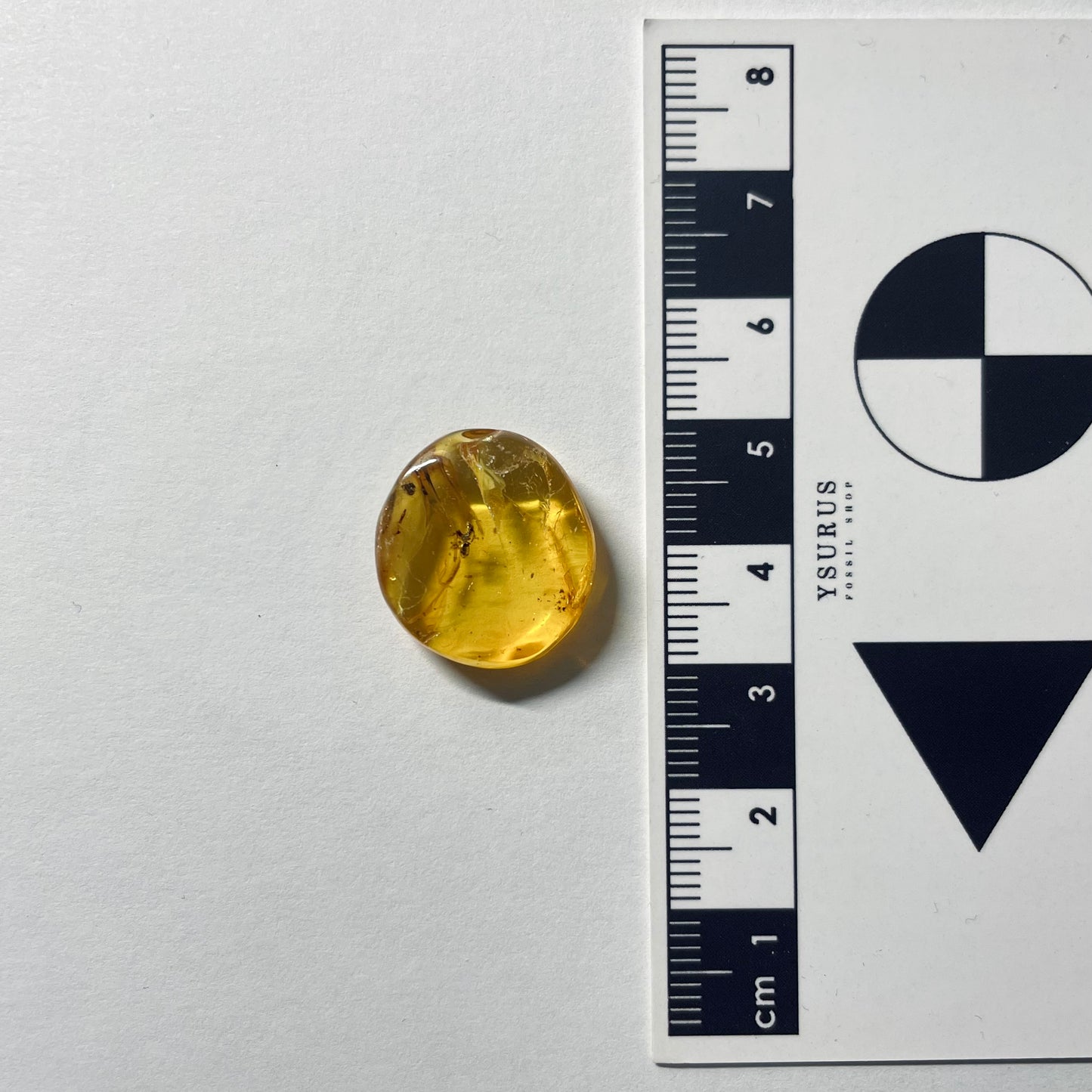 F2084 | Ambra con inclusione | Ctenobethylus goepperti