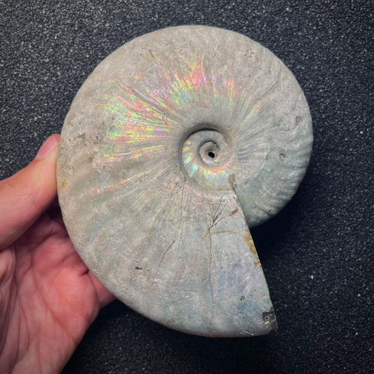 F1974 | Ammonite | Cleoniceras sp.