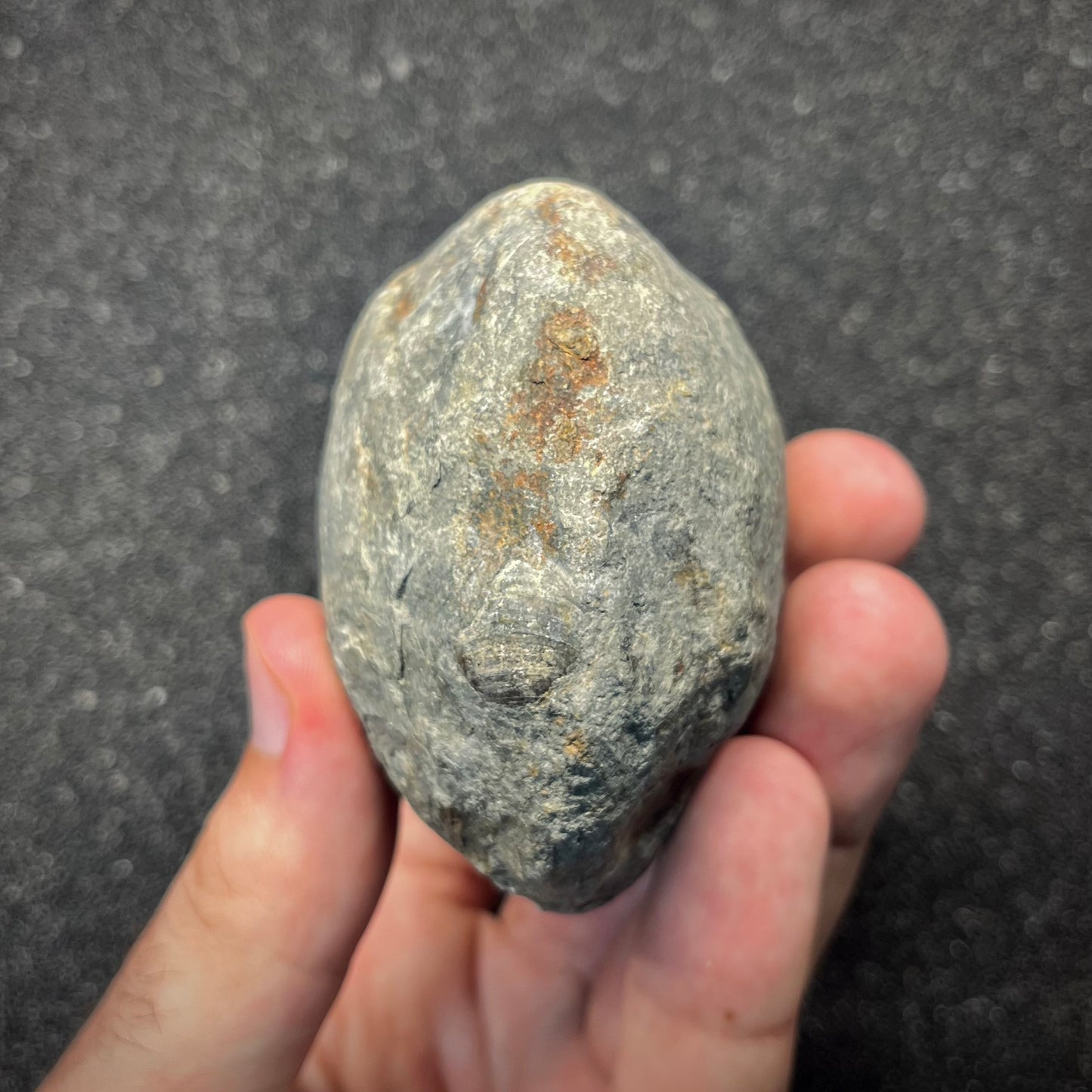 FNP26 | Fossile da preparare | Ammonite | Dactylioceratidae indet.