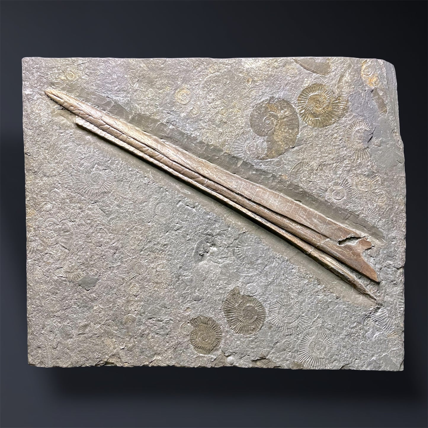 F2673 | Ittiosauro | Ichthyosauria indet.