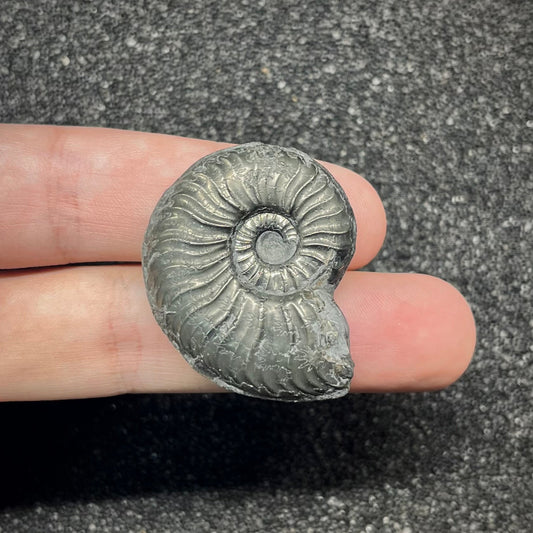 F2890 | Ammonite | Graphoceratidae indet.