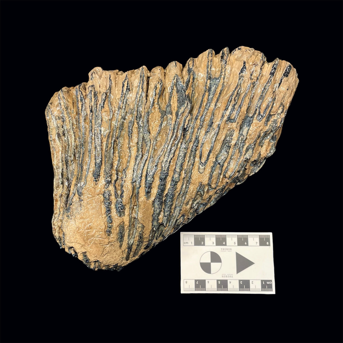 F3078 | Mammut | Mammuthus sp.