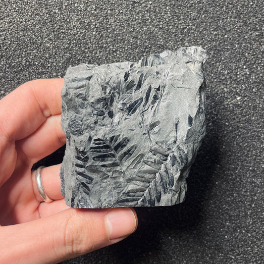 F2480 | Pianta | Neuropteris sp.