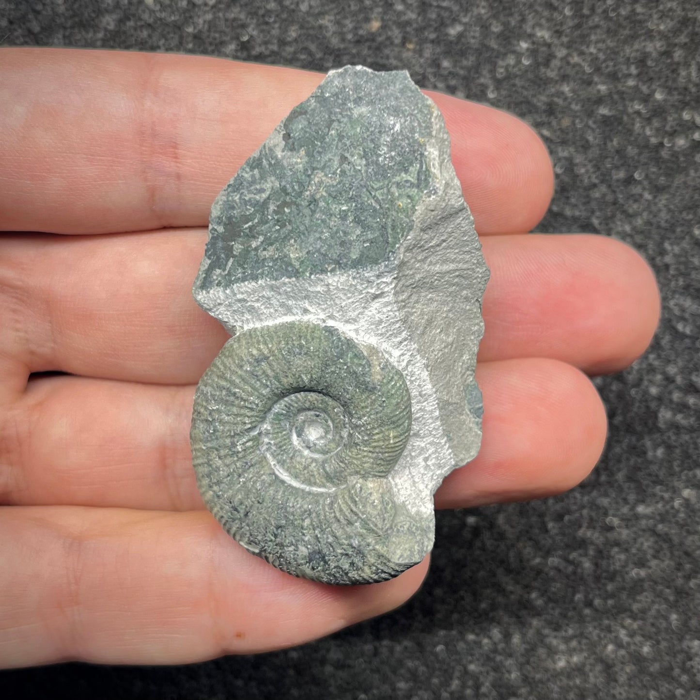 F2897 | Ammonite | Ataxioceras sp.