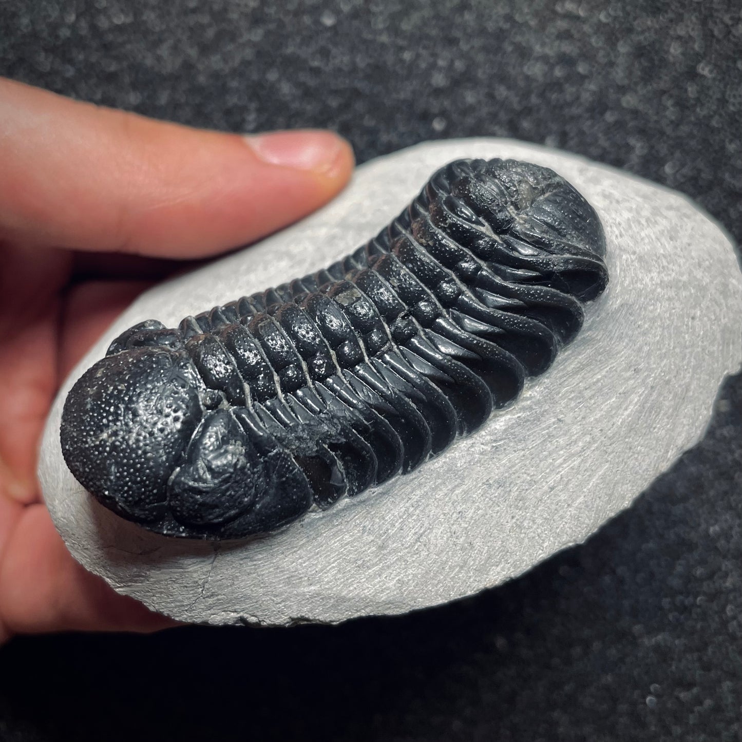 F1096 | Trilobite | Phacopidae indet.