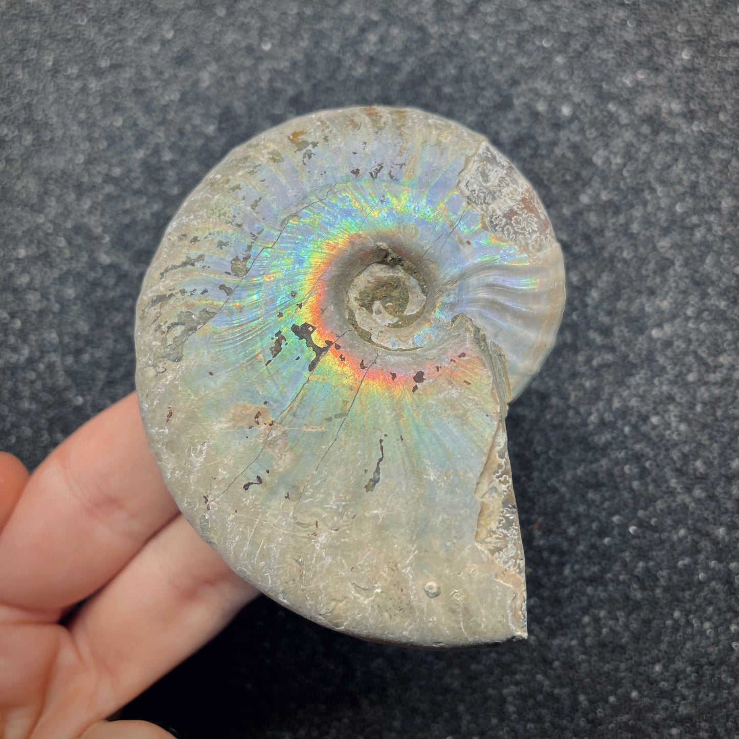 F2653 | Ammonite | Cleoniceras sp.