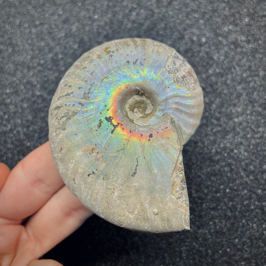 F2653 | Ammonite | Cleoniceras sp.