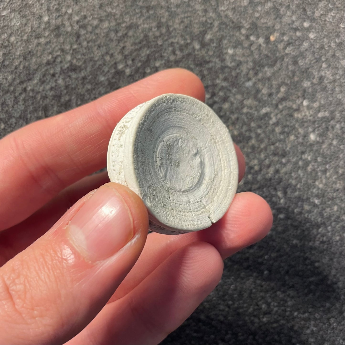 F2208 | Squalo | Selachimorpha indet.