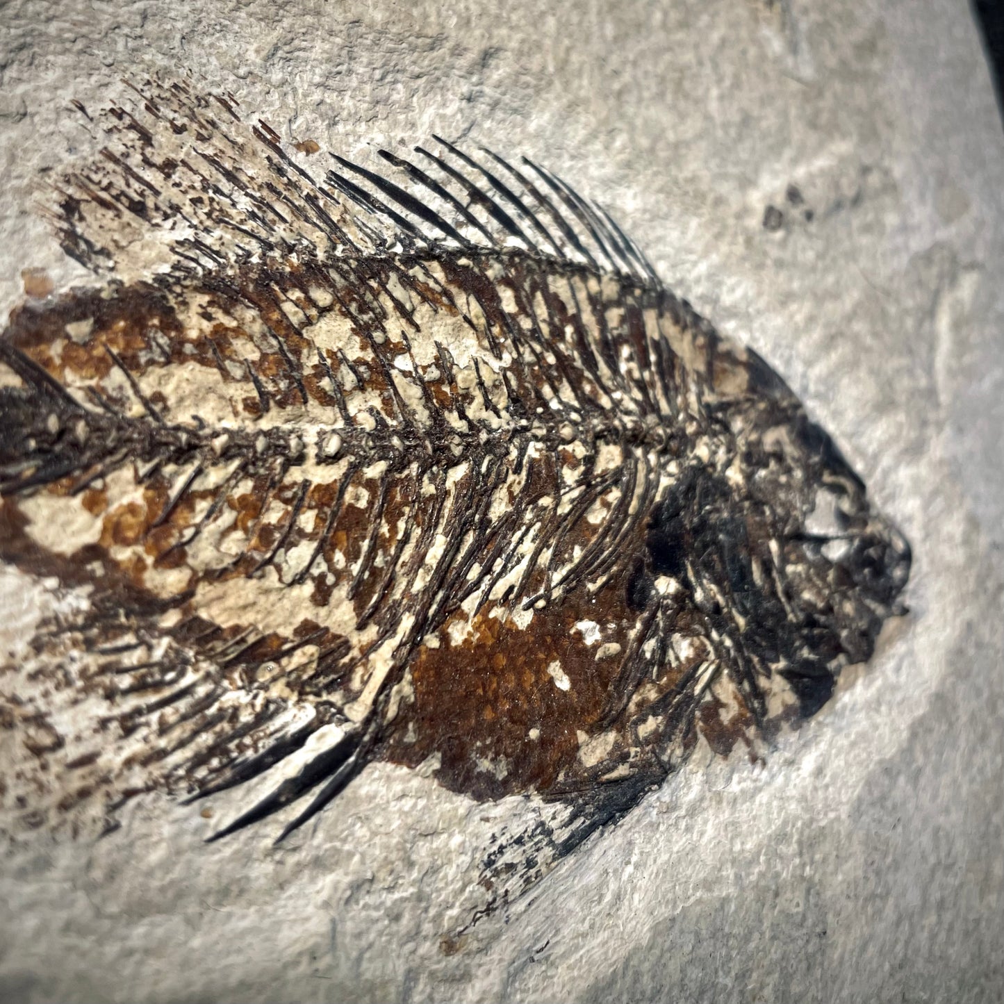 F2145 | Pesce | Priscacara sp. + PERIZIA PALEONTOLOGICA INCLUSA