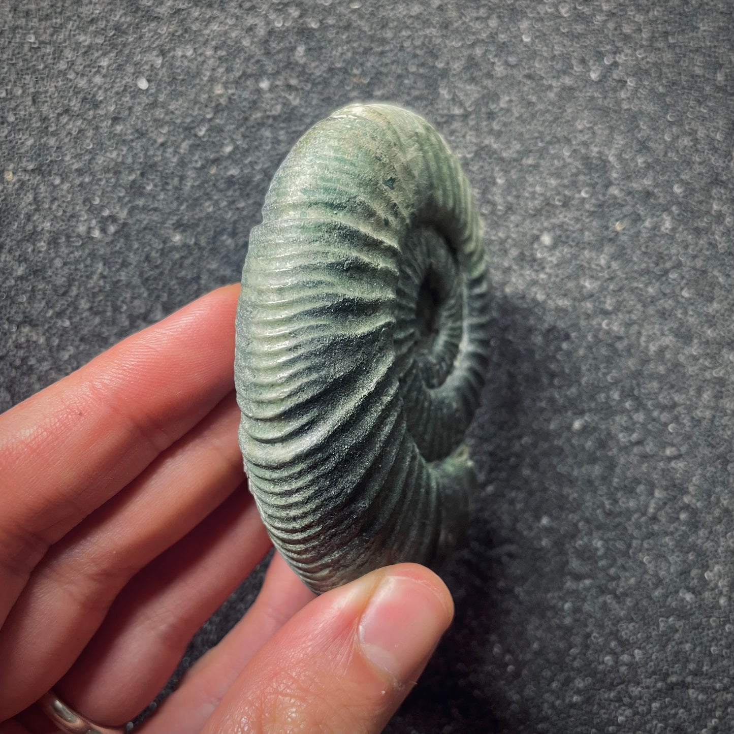 F2576 | Ammonite | Orthosphinctes sp.