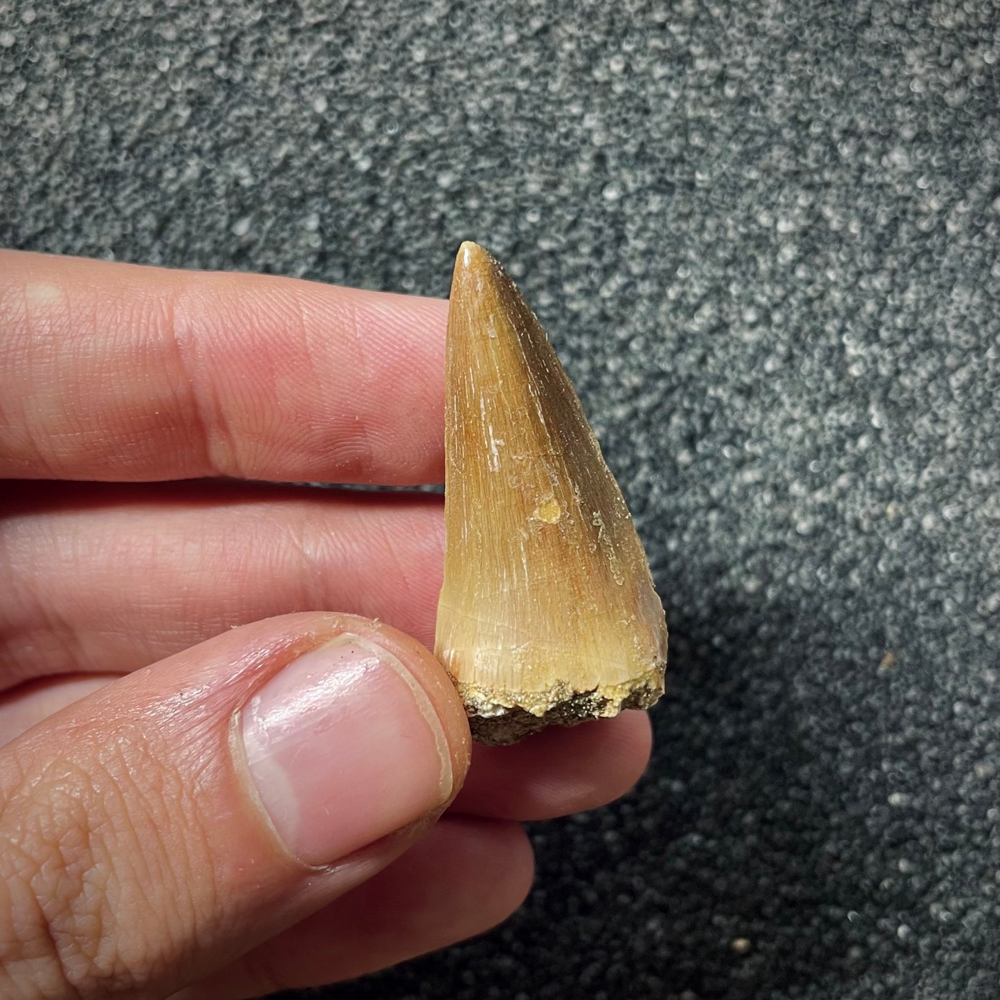 F1989 | Mosasauro | Mosasauridae indet.