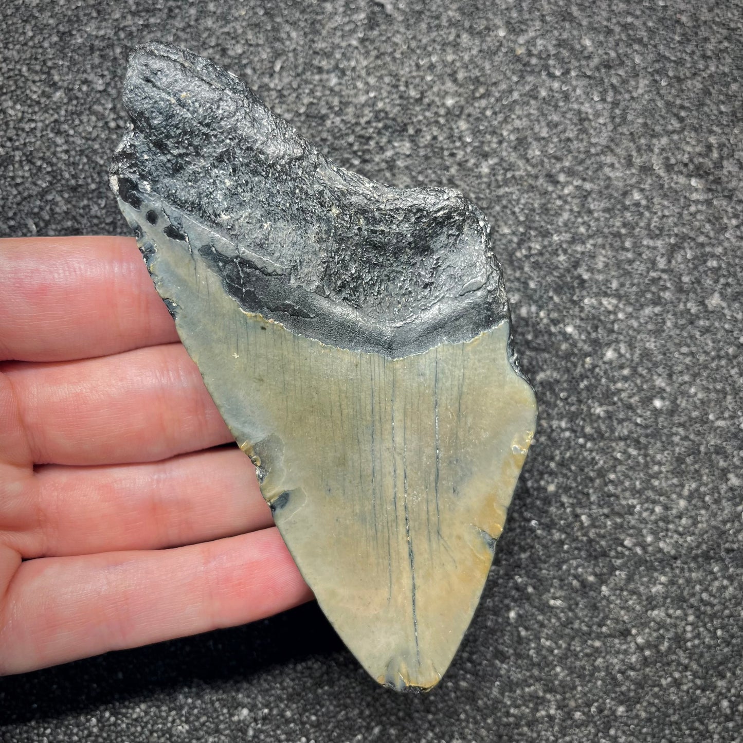 F2917 | Squalo | Otodus megalodon